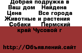 Добрая подружка,в Ваш дом!!!Найдена › Цена ­ 10 - Все города Животные и растения » Собаки   . Пермский край,Чусовой г.